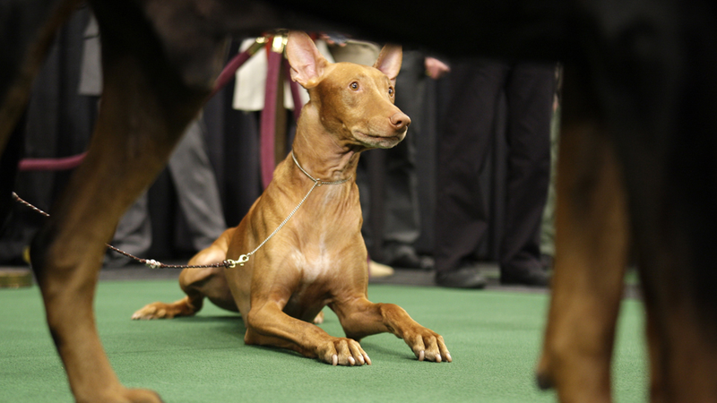 Illustration for article titled Elegant Updos and Classy Coats at the Westminster Dog Show
